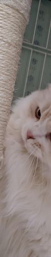 https://images.biz.cheriee.jp/82e780bb-753f-4905-8914-91615f5dac3e/p/1752020481.jpg