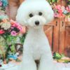 https://images.biz.cheriee.jp/c88f5eb3-51fc-4355-aa02-9a310603a37b/p/1754193283.jpeg