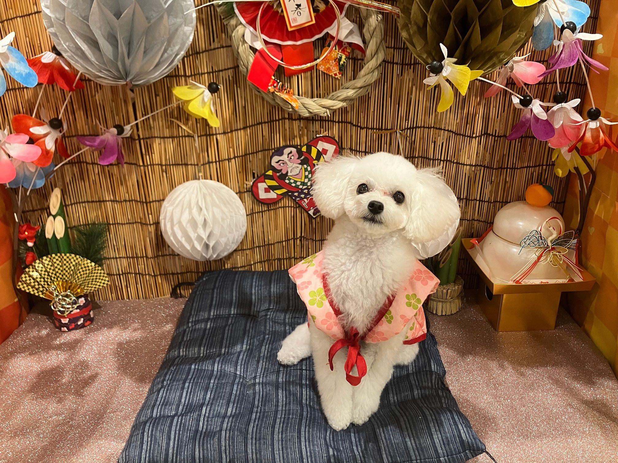 ペットスクエア ムーワン | シェリー飼い主ポータル (CHERIEE)